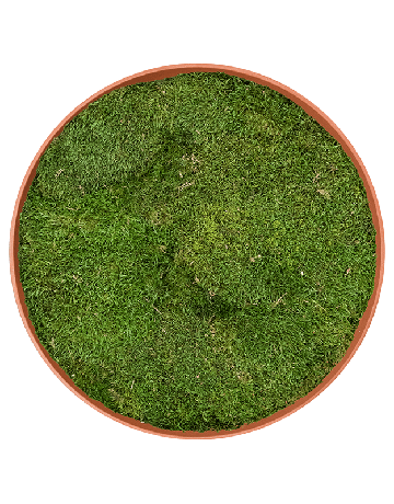Moss Painting