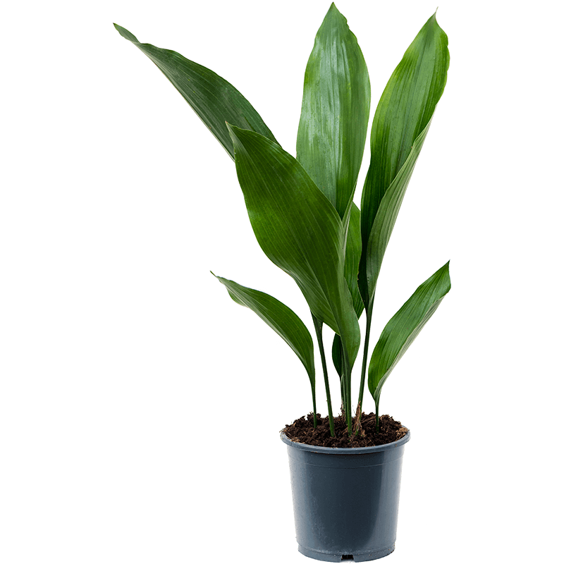 Plants for meeting rooms - Aspidistra